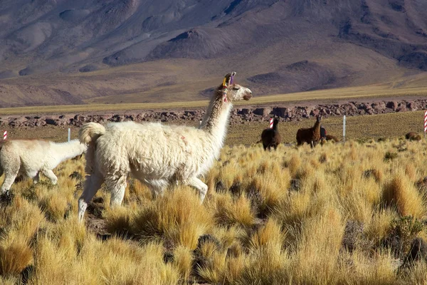 Lhama (Lama glama) — Fotografia de Stock