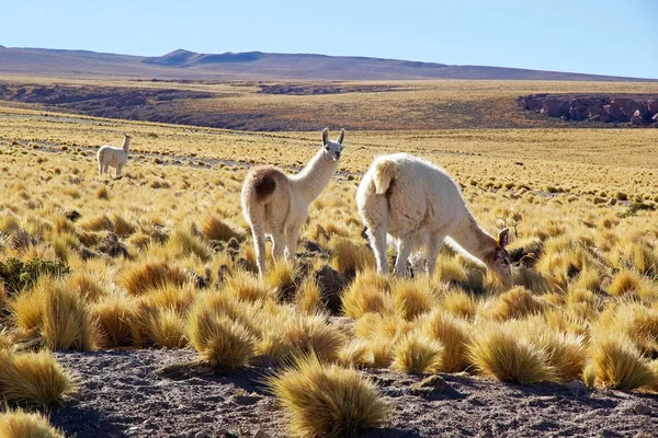 Lhama (Lama glama) — Fotografia de Stock