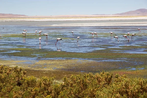 Los Flamencos Nationales Reservat, Chile — Stockfoto