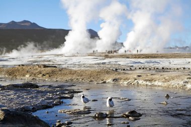 El Tatio geysers, Şili