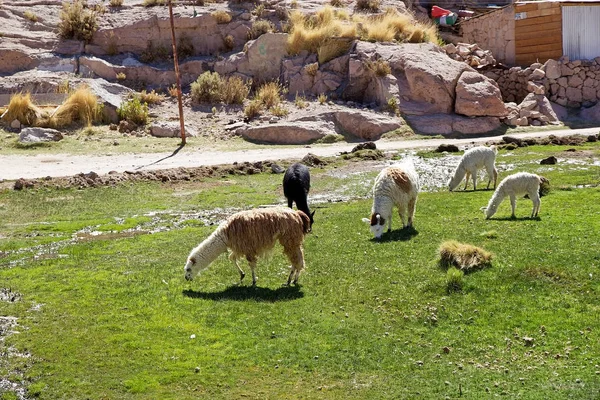 Lamy (Lama glama) w miejscowości Caspana, Chile — Zdjęcie stockowe