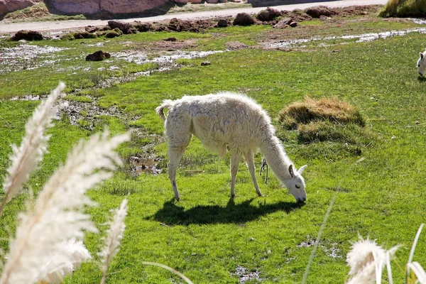 Llama (Lama glama) en el pueblo de Caspana, Chile —  Fotos de Stock