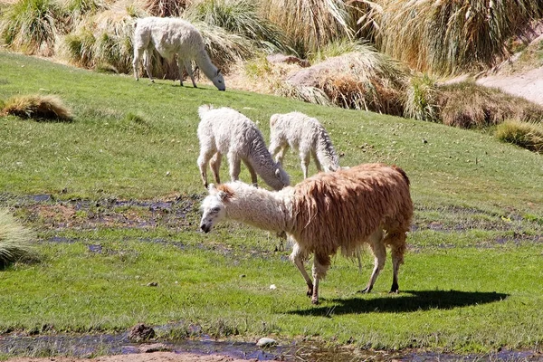 Lamy (Lama glama) w miejscowości Caspana, Chile — Zdjęcie stockowe