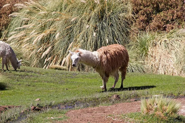 Lamy (Lama glama) w miejscowości Caspana, Chile — Zdjęcie stockowe