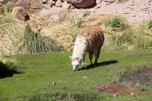 Llama (Lama glama) na aldeia de Caspana, Chile — Fotografia de Stock