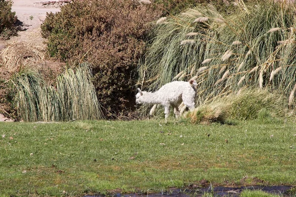 Lamy (Lama glama) w miejscowości Caspana, Chile — Zdjęcie stockowe