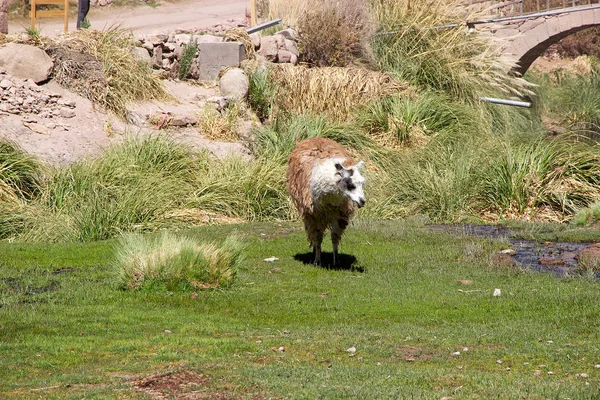 Llama (Lama glama) di desa Caspana, Chili — Stok Foto