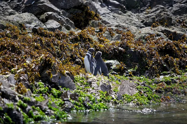 Magellanska pingviner (Spheniscus magellanicus) — Stockfoto