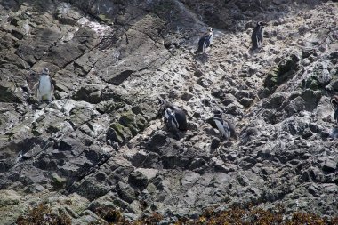 Macellan penguenleri (Spheniscus magellanicus)