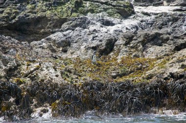 Macellan penguenleri (Spheniscus magellanicus)