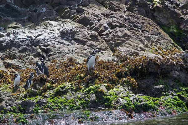 Magellanska pingviner (Spheniscus magellanicus) — Stockfoto