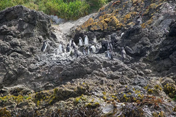 Pingüinos de Magallanes (Spheniscus magellanicus ) —  Fotos de Stock
