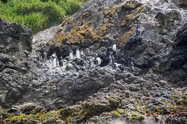Pingüinos de Magallanes (Spheniscus magellanicus ) —  Fotos de Stock