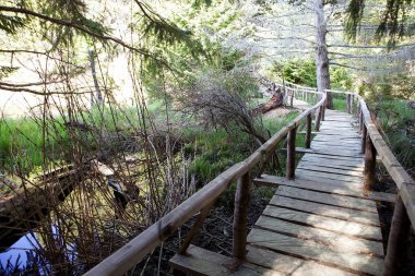 Coyhaique National Reserve, Şili