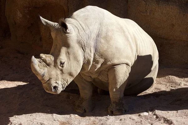 White rhinoceros (Ceratotherium simum) — Stock Photo, Image