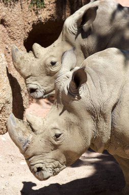 Beyaz gergedan (Ceratotherium simum)