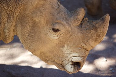 Beyaz gergedan (Ceratotherium simum)