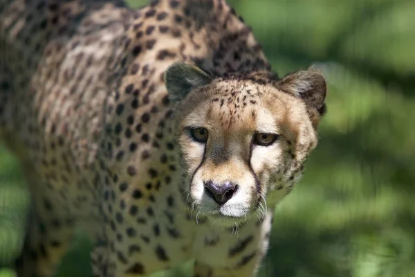 치타 (Acinonyx jubatus) — 스톡 사진