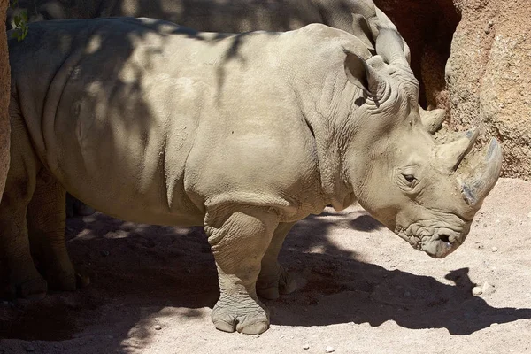 White rhinoceros (Ceratotherium simum) — Stock Photo, Image