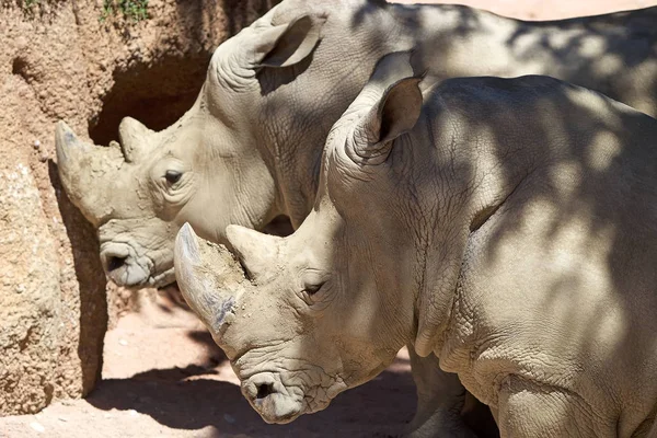 白犀牛(Ceratotherium simum)) — 图库照片