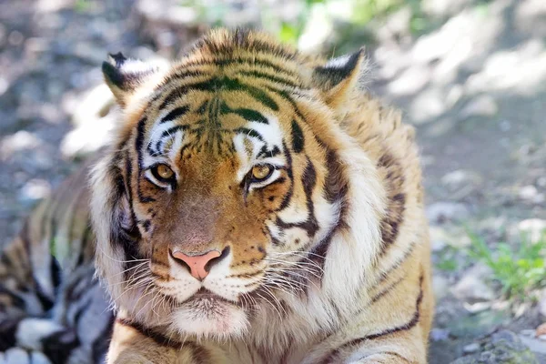 Tigre (Panthera Tigris) ) — Photo