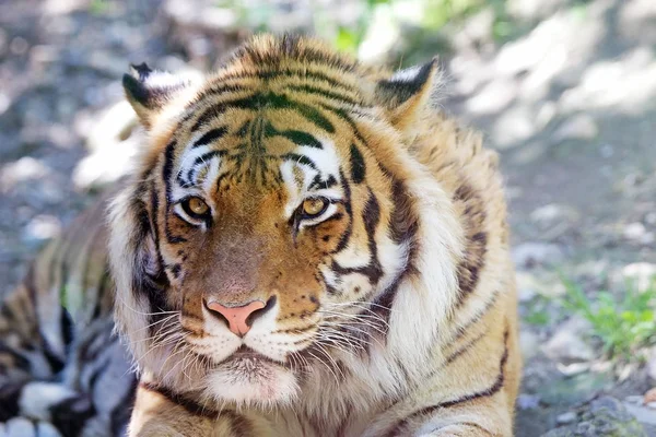 Τίγρη (panthera τίγρη) — Φωτογραφία Αρχείου