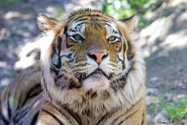 Tygrys (panthera tigris) — Zdjęcie stockowe