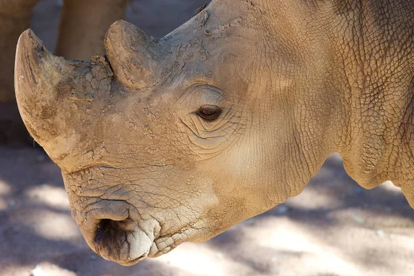 Witte neushoorn (Ceratotherium simum)) — Stockfoto