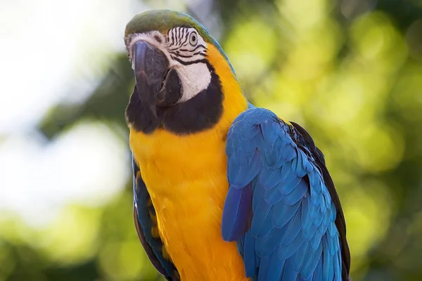 The blue and yellow macaw (Ara ararauna) — Stock Photo, Image
