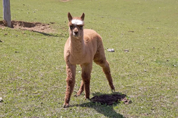 Alpaca (Vicugna pacos) — Fotografia de Stock