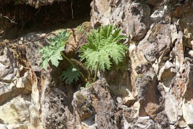 Bitkiler Patagonia, Şili