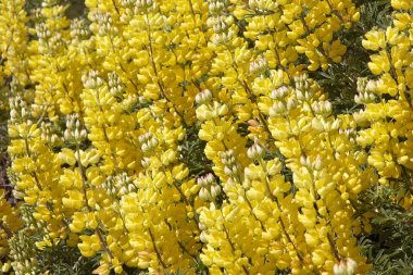 Patagonia, Şili'deki çiçek