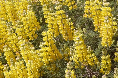Patagonia, Şili'deki çiçek