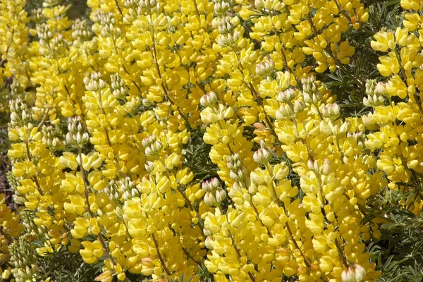 Patagonia, Şili'deki çiçek