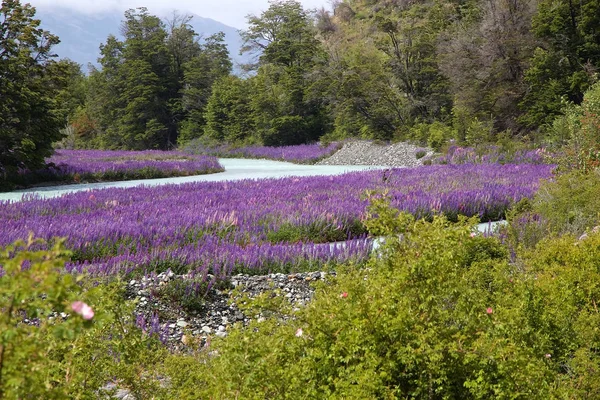 Λεβάντα (Lavandula), Παταγονία της Χιλής — Φωτογραφία Αρχείου