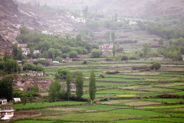 Campos en Ladakh, India — Foto de Stock