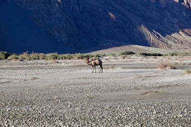 Nubra Valley, Ladakh, Hindistan Bactrian deve (Camelus bactrianus)