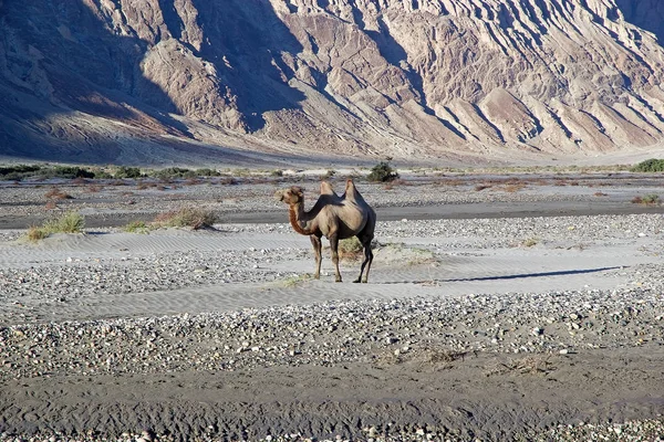 The Bactrian camel (Camelus bactrianus) in Nubra Valley, Ladakh, India — Stock Photo, Image