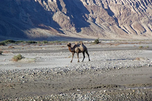 The Bactrian camel (Camelus bactrianus) in Nubra Valley, Ladakh, India — Stock Photo, Image