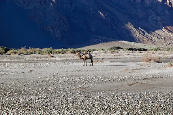 Η Βακτριανή καμήλα (Camelus bactrianus) στην κοιλάδα Nubra, Ladakh, Ινδία — Φωτογραφία Αρχείου