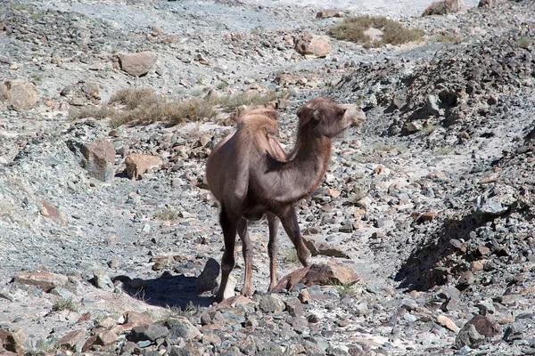 Il cammello battriano (Camelus bactrianus) nella Nubra Valley, Ladakh, India — Foto Stock