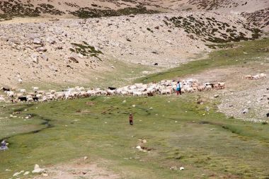 Göçebe çoban Ladakh, Hindistan