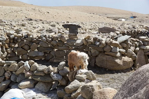 Pashmina goats in Ladakh, India — Stock Photo, Image