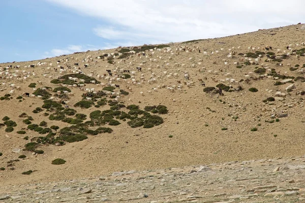 Cabras em Ladakh, Índia — Fotografia de Stock
