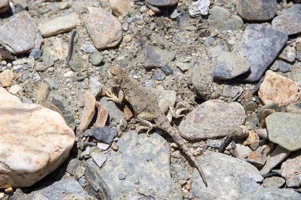 Lizard in Ladakh, India — Stock Photo, Image