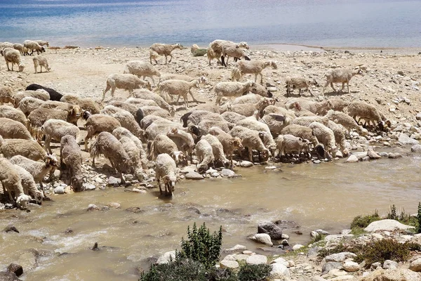 Πασμίνες κατσίκες σε Ladakh, Ινδία — Φωτογραφία Αρχείου