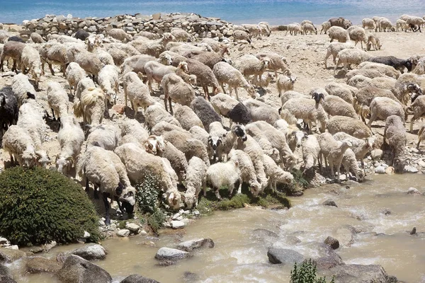 Πασμίνες κατσίκες σε Ladakh, Ινδία Εικόνα Αρχείου