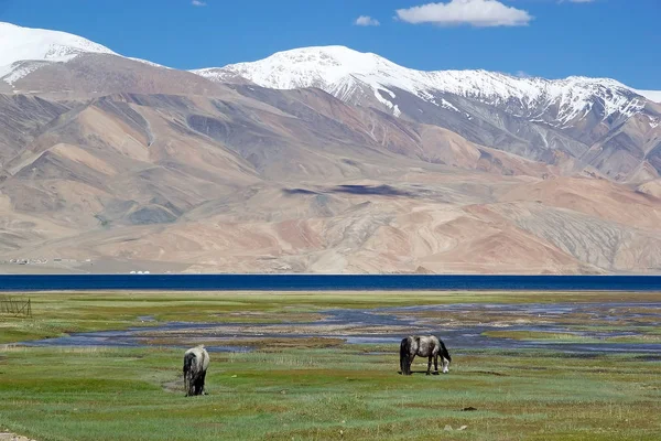 Caballos en el lago Tso Moriri en Ladakh, India — Foto de Stock