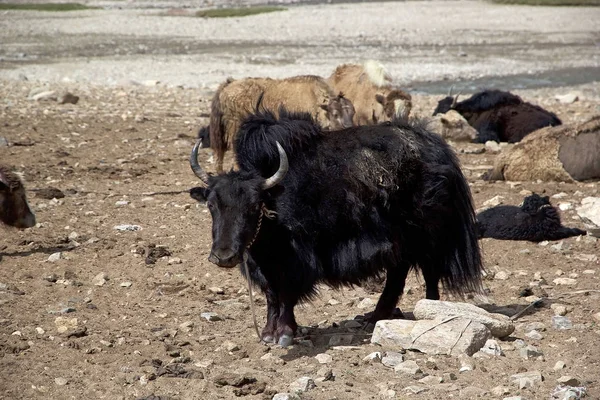 Yak in ladakh, indien — Stockfoto
