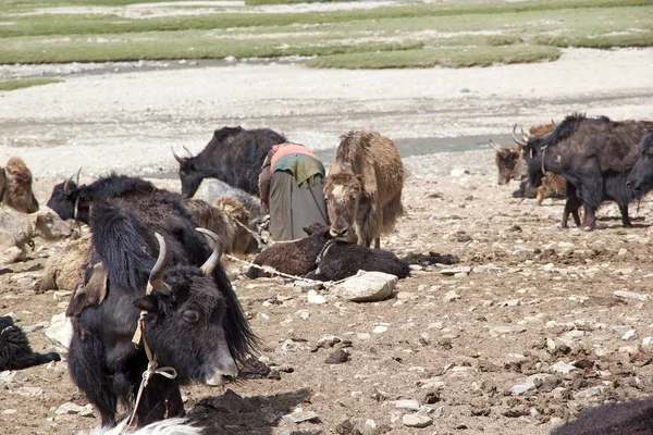 Yaks in Ladakh, India — Stock Photo, Image